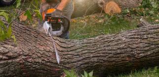 Best Grass Overseeding  in Meadows Place, TX
