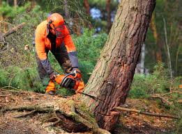 Best Tree Risk Assessment  in Meadows Place, TX