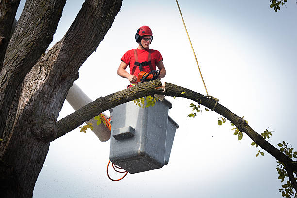 Best Seasonal Cleanup (Spring/Fall)  in Meadows Place, TX